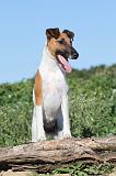 FOX TERRIER POIL LISSE 074